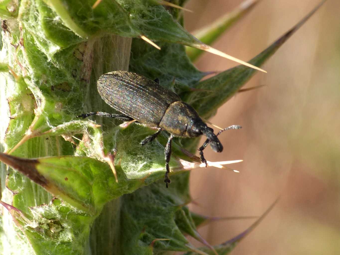 Lixus o Larinus? O altro?